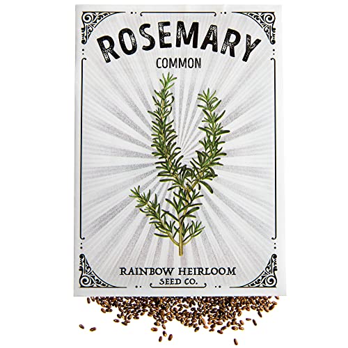 Rosemary Seeds for Planting | Common Variety (400mg Packet - Approx 200 Seeds) | Non-GMO & Heirloom Seeds | Illustrated Seed Packet with Growing Instructions by Rainbow Heirloom Seed Co.