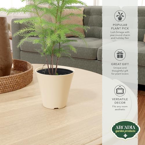 Image of Arcadia Garden Products LV111B Live Norfolk Island Pine Evergreen Tree Indoor Houseplant in Plastic Pot, Tropical Plant Collector Gift for Home and Garden Decor, 4-inch, Beige