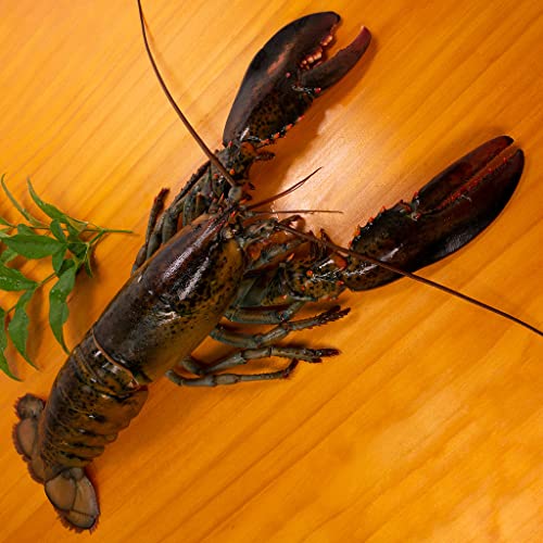 ハイプレッシャー オマール ホール一尾 生 400~450g ハイプレッシャー オマール ホール一尾 生 400~450g