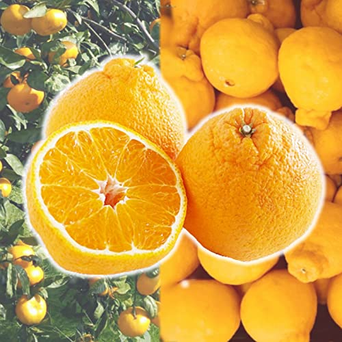 予約 愛媛県産 訳あり デコ姫 デコポン 約5kg前後（箱込重量）（サイズ・玉数おまかせ）産地直送 ご家庭用のサムネイル