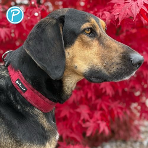Petlando Mesh Hundehalsband – leicht, atmungsaktiv, weich mit Mesh gepolstert, stufenlos verstellbar, robust & strapazierfähig mit O-Ring – Halsband Hund M 45-50cm, Bordeaux