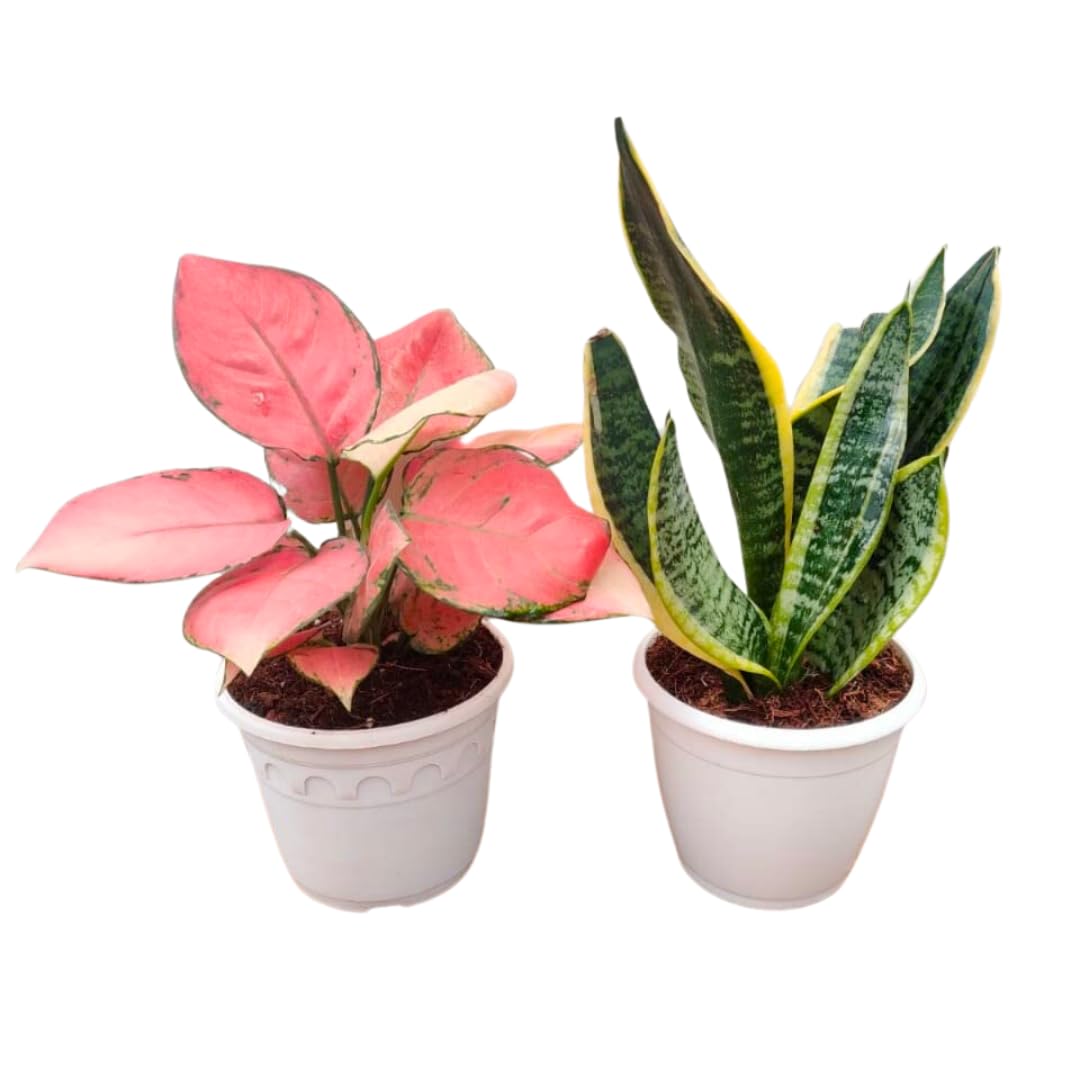 clay planting pot Pennington Terra Cotta Clay Planter, 14 inch Pot