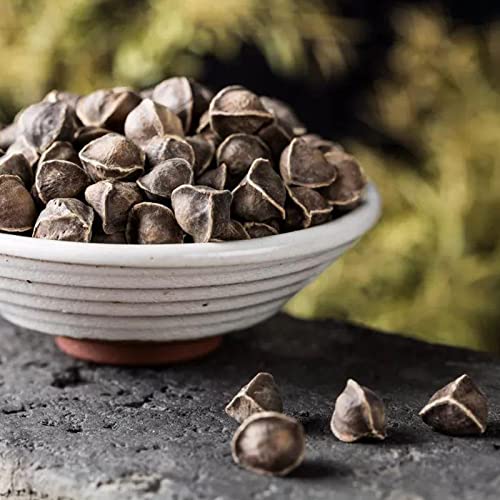 Rotyroya 50 piezas/bolsa Semillas de Moringa, Fragancia intensa de Moringa Semillas de Moringa de jardín saludable sin OGM para patio Semilla