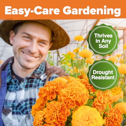 Image of HOME GROWN Crackerjack Marigold Seeds 2.05oz - 15,000 Flower Seeds Planting Outdoor, Large Bulk Pack, High Germination, Companion Planting, Orange (Tagetes erecta)