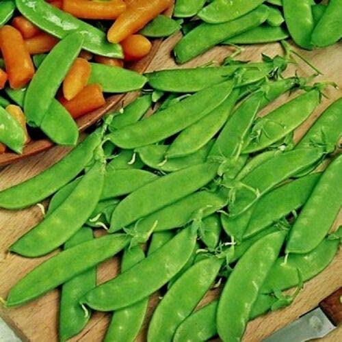 VibeX Seeds of Vegetable Pea Oregon Sugar Pod-200 Seeds (B0B9Y3MPFG) Amazon Price History, Amazon Price Tracker