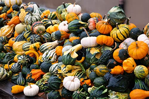 Seedsup - 10+ Ornamental Pumpkin - Vegetable Mix #TOP4