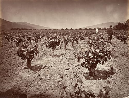 Oeuvre d'impression Vignoble de Camulos Ranch Watkins affiche d'art
