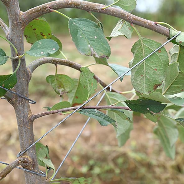 Herramienta para extender ramas de árboles frutales 50 piezas