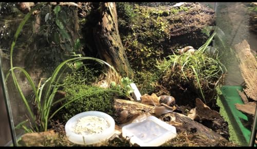 Kit terrarium escargots géants africains et Helix Aspersa complet