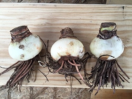 3 Red Lion Amaryllis Bulbs...... Bulk Pricing! Wonderful To Gift As-Is To Your Gardening Friends. Bulb Size 24-26Cm Ships From Tennessee #TOP3