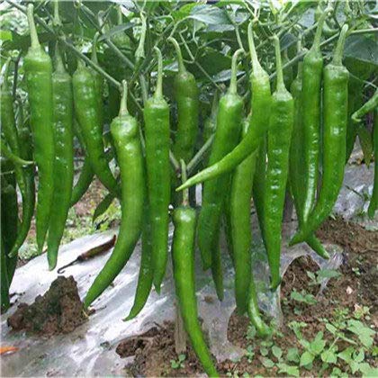 Creative Farmer Vegetable Seeds Red Chilly Seeds - Chilly Seeds Vegetable Seeds Kitchen Garden Home Garden Seeds (B07N4831W7) Amazon Price History, Amazon Price Tracker