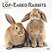 Lop Eared Rabbits 2020 12 x 12 Inch Monthly Square Wall Calendar, Domestic Small Pets Animals