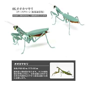 オータニ昆虫館　カマキリダーター オータニ昆虫館 カマキリダーター