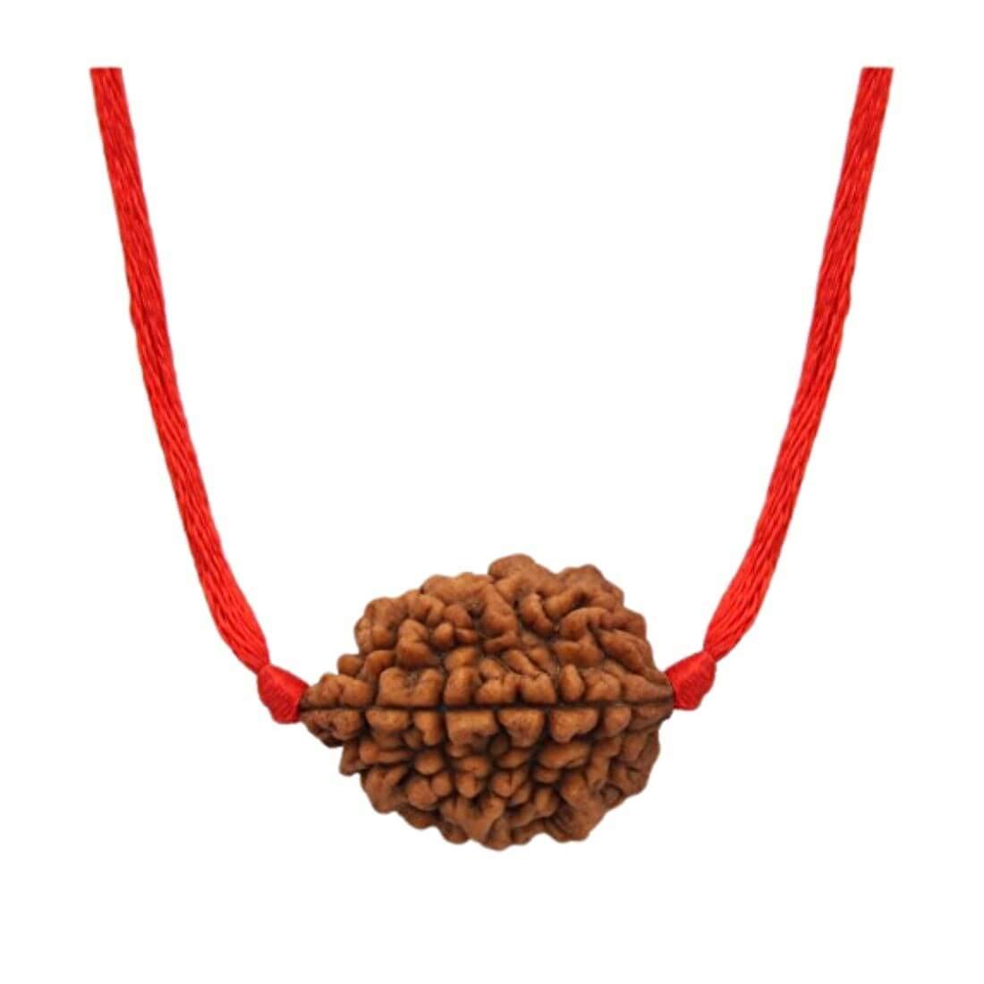 Natural 2 Mukhi Rudraksha (Brown) /2 Face Rudraksha Bead (Pendant) for Men & Women (Pack of 1)-image-25