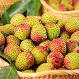 litchi decorazione ufficio spalla all'aperto semi di 8pcs