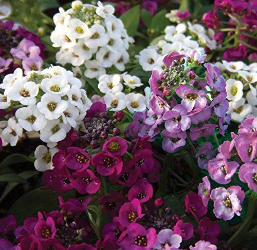 Sweet alyssum | F1 Hybrid Seeds 100% Germination | Flower Seeds |Pack of 20|By Plantogallery®-image-24