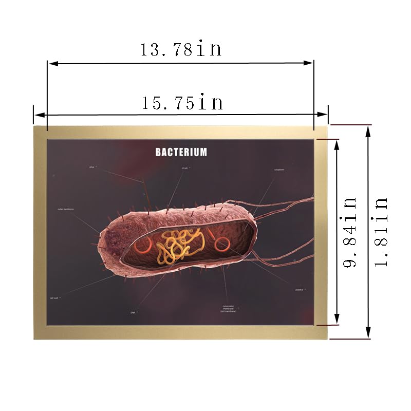 Image of Taanfu Body Educational Learning Anatomy Posters ，Bacterium Art Bacterium Villi Anatomy Art Poster Digestive System Organs Illustration Small Intestine Physiology Anatomy Wall Art Villi