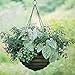 Hanging Chains 156 Inches for Bird Feeders, Billboards, Chalkboards, Planters and Decorative Ornaments（ Black ，10 Hooks ）