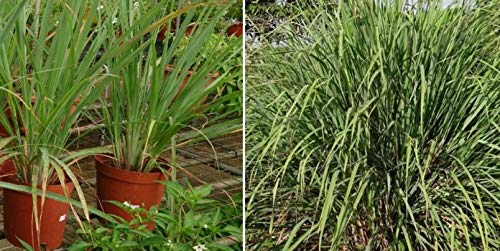 GreenBourneGreenBourne Herb Plant Seeds For Balcony Lemon Grass - West Indian Lemon Grass Plant