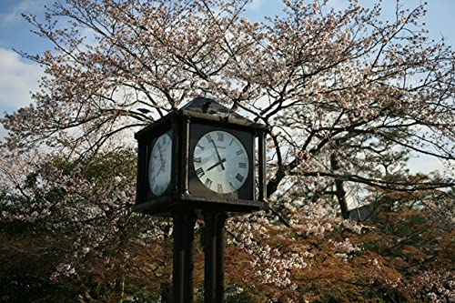【日本の春の風景ポストカード】京都府京都市丸山公園の桜2007年の葉書５ハガキはがき photo by MIRO