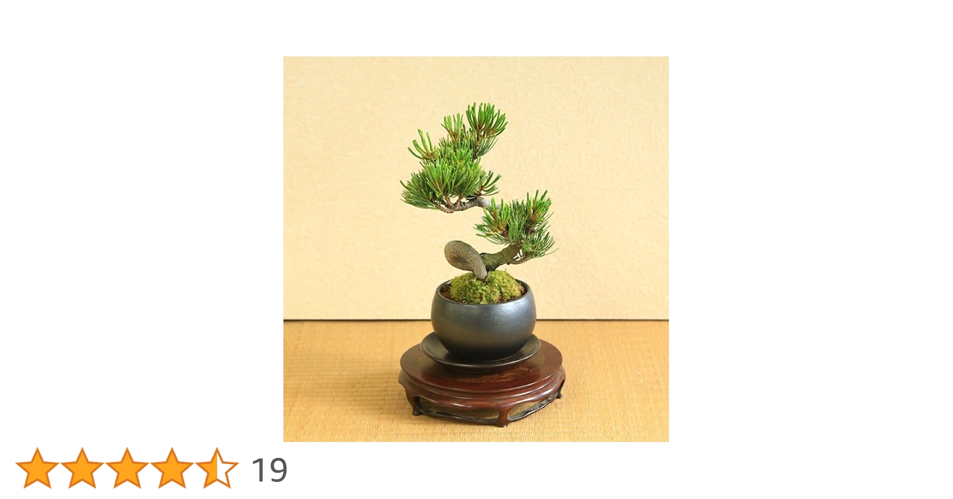 松香　盆栽鉢 Amazon | 遊恵盆栽：五葉松(瀬戸焼小鉢)*受け皿付き 鉢植え祝い