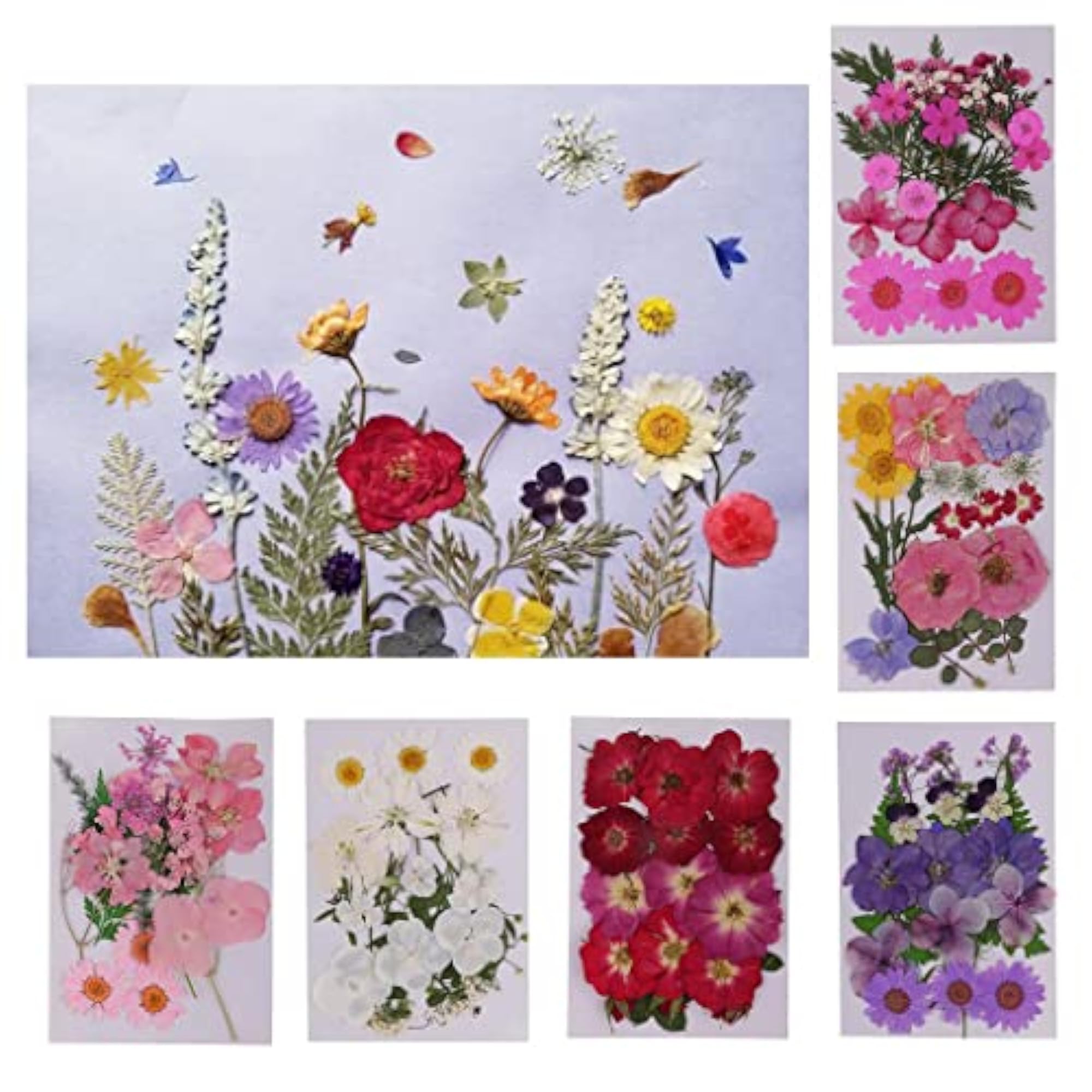 Beautiful Real Pressed Flower Dried Flowers for Crafts