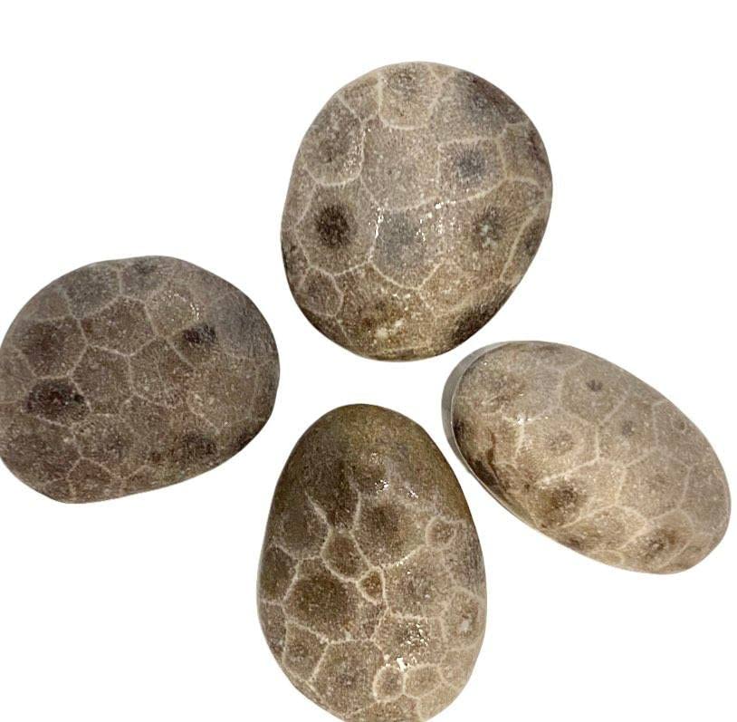 Unique and New Fossil "Petoskey" Stones (Medium) for Jewelry, Decor, Gifts, and More