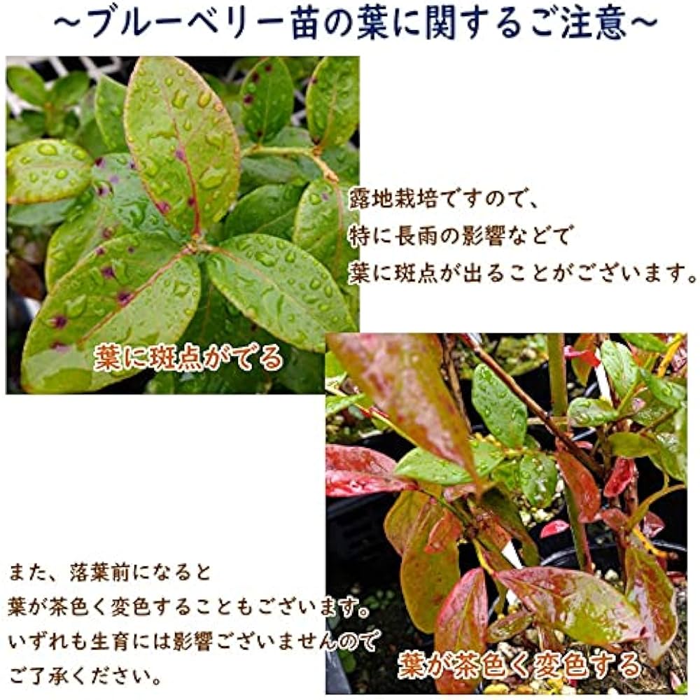 Amazon.co.jp: 植え替え不要! ブルーベリー 苗 【ラビットアイ系】 2 Amazon.co.jp: 植え替え不要! ブルーベリー 苗 【ラビットアイ系】 2