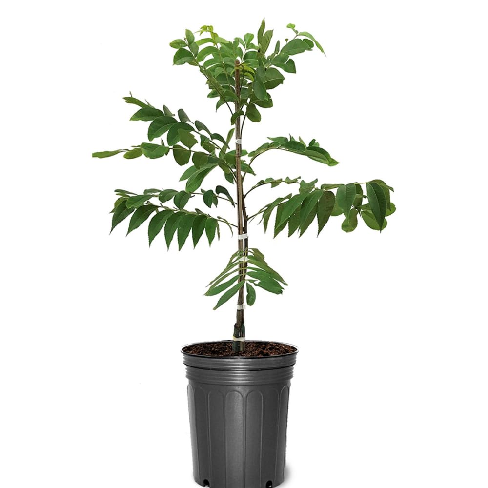 Generic Pecan Tree (Caddo)