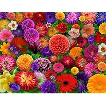 Springbok Blooming Every Daisy 500 Piece Jigsaw Puzzle for Adults - Colorful Flower Collage - Unique Cut Pieces - Great for Relaxing and Mindful Activity - Finished Size 23.5" x 18"