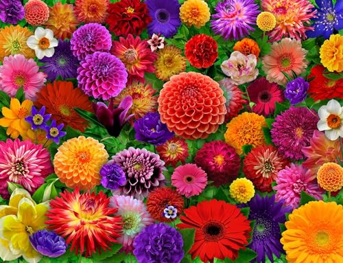 Rompecabezas de flores Springbok Blooming Every Daisy de 500 piezas para adultos | Rompecabezas floral con piezas únicas, fabricado en EE.UU., materiales ecológicos, incluye póster miniatura 1