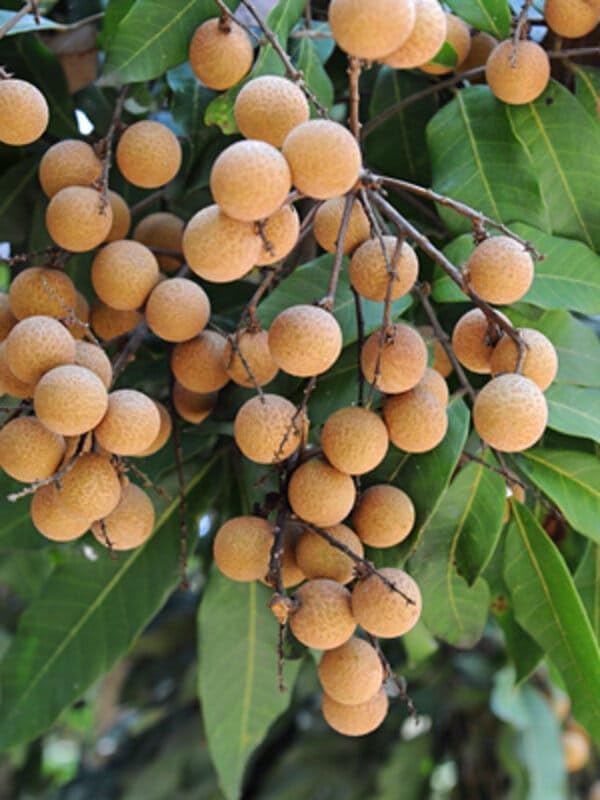 SINGO POINT Dragon Eye Longan Fruit Sweet Juicy Mini Litchi aq5 | Rare Tropical Fruit, Pack of 1, Fresh Longan, Natural Sweetness-picture-11
