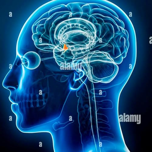 THE BRAIN - THE HYPOTHALAMUS.