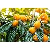 Mispelboom – Eriobotrya Japonica – perfect voor jam – 150+cm stam 80-90cm in 12Ltr. pot