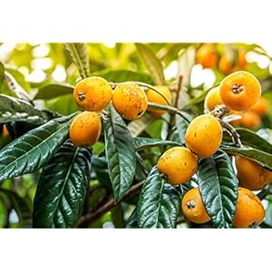 Mispelboom – Eriobotrya Japonica – perfect voor jam – 150+cm stam 80-90cm in 12Ltr. pot