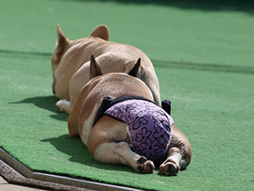 Glenndarcy Hundewindeln - OHNE SCHWANZLOCH - für z.B FRENCHIES und Bulldoggen - Unicorns Medium Long Pants only