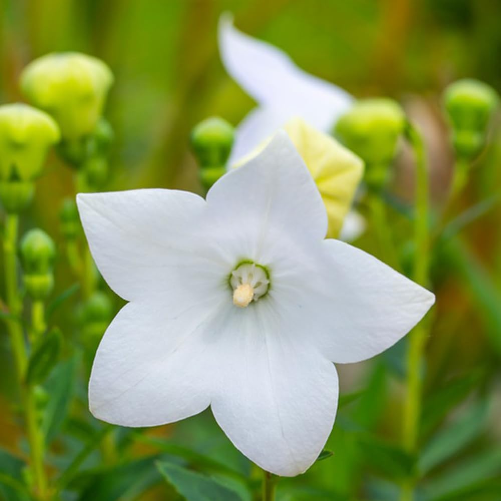 50 Semi Di Platycodon Grandiflorum - Miscela Colorata - Per Giardino O Balcone - Foto 4