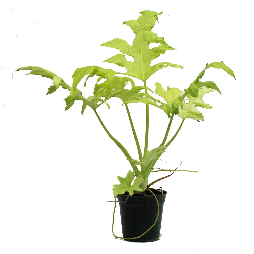 levi plant Levi's Revenant dahlia tubers for sale