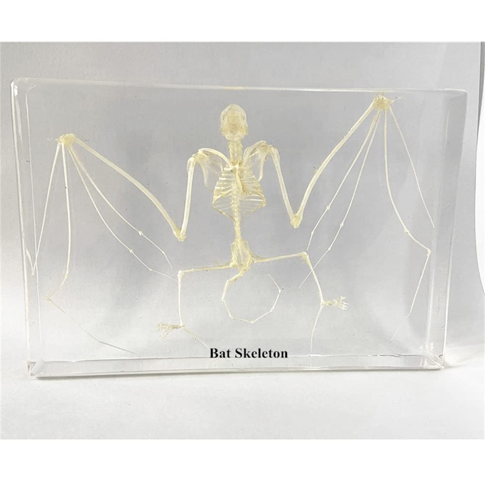 Taxidermie d'insectes animaux de spécimens réels de chauve-souris, avec motif d'intégration de squelette d'animal en os naturel, cadeau de collection biologique d'approvisionnement, 210 * 100 * 43 mm
