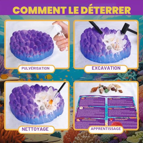 PIBEX Kit de creusement de fossiles de l'océan, creuser plus de 20 coquillages et coquillages, ensemble d'activités éducatives STEM pour enfants, kit de sciences de la biologie marine, cadeau pour – vue 9