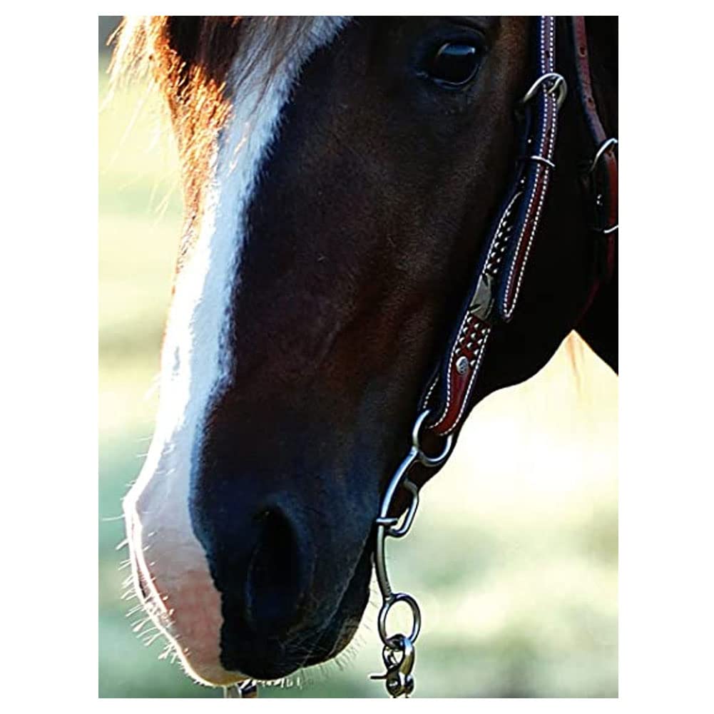 PRORIDER Horse 4 1/2