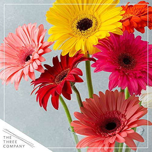 Live Flowering Gerbera Daisies - Assorted Colors (3 Per Pack) - Spring and Summer Garden Essential, 13" Tall by 7" Wide in 2.5 Quart Pot Live Flowering Gerbera Daisies - Assorted Colors (3 Per Pack) - Spring and Summer Garden Essential, 13" Tall by 7" Wide in 2.5 Quart Pot