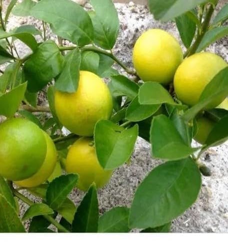 Image of Baramasi Grafted Hybrid Lemon Plant - All Season Kagzi Nimbu Tree for Home Garden | High Yield Fruit Plant, NDN-Y6T