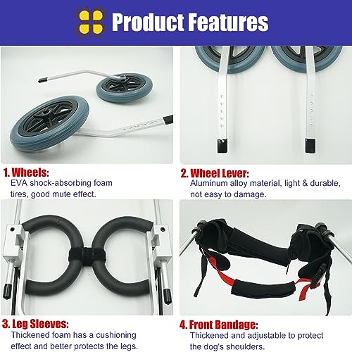 Chien en fauteuil roulant extérieur