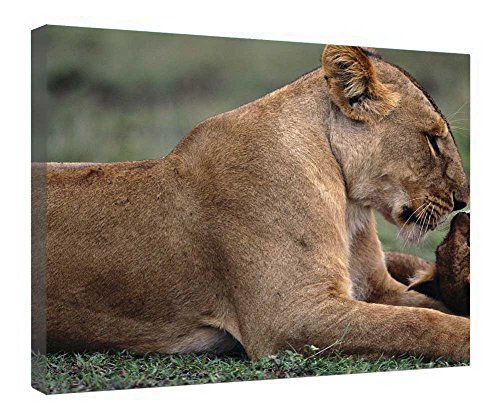 Lienzo de madera Leoa E Seu Leaozinho enmarcado de 16 x 20 pulgadas para decoración de interiores