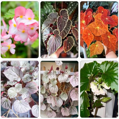 begonie arbusto di farfalle tagliate di primavera reali scalapante serrature balcone estate bonsái interni semi giardino 800pcs