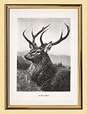  L\'Ancien Encadré par la montagne Chasse Paysage Cerf Bois Braconniers A3 471