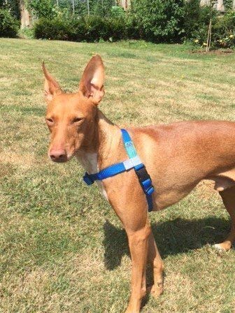 Arnés antitironesParte delantera en verde con material reflectante Scotchlite.