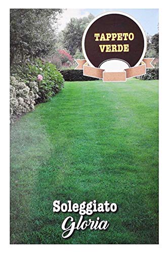 Gloria Sunny Green Carpet for Lawn - Agricultural Seeds - Gardens and Decorative lawns - 1 kg - Original Gift idea - Excellent Quality