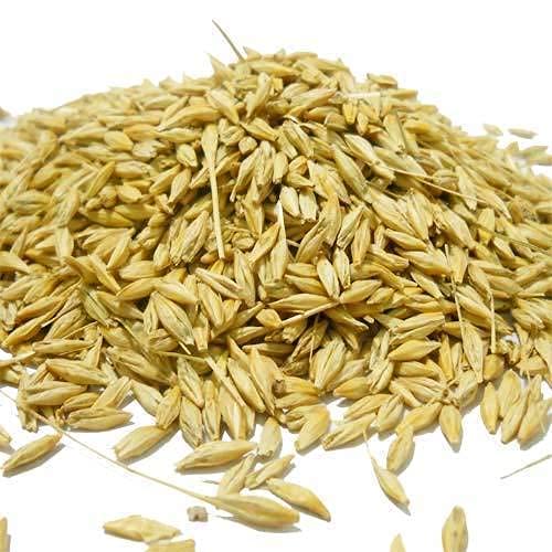 See full amazon price history chart for Shirish Masala Organic Natural Raw Barley - 900 Gram | Barley Grain/Jau Sabut Natural and Rich Fiber Jau Seeds Shirish Masala Organic Natural Raw Barley - 900 Gram | Barley Grain/Jau Sabut Natural and Rich Fiber Jau Seeds (B09X42LJFW) Amazon Price History, Amazon Price Tracker